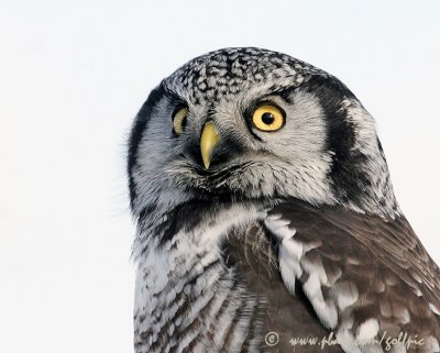 Hawk Owl close-up