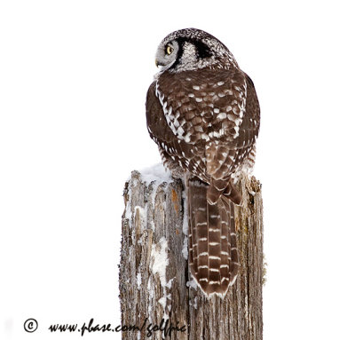 Hawk Owl perch