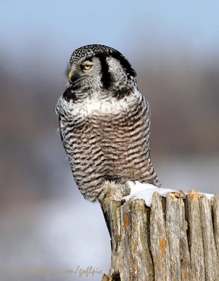 Hawk Owl perch