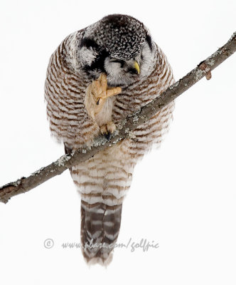Hawk Owl scratching