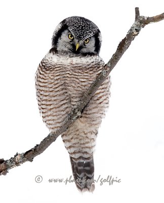 Directions to see the Hawk Owl