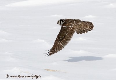 Northern Hawk Owl flys low and effortlessly over a snowy landscape