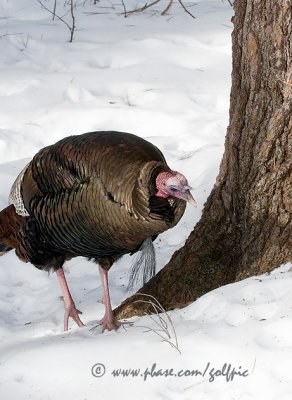 Wild Turkey