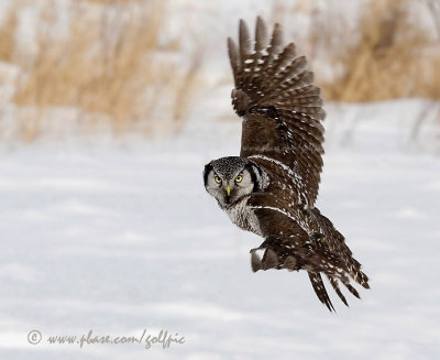 Hawk Owl flight