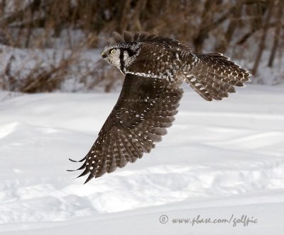 Hawk Owl in flight