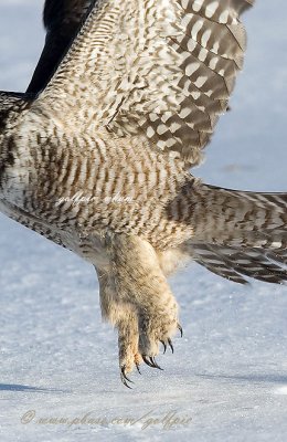 Close-up of a Hawk Owl's talons in flight