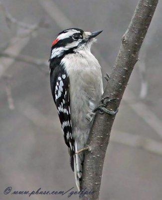 Downy Woodpecker