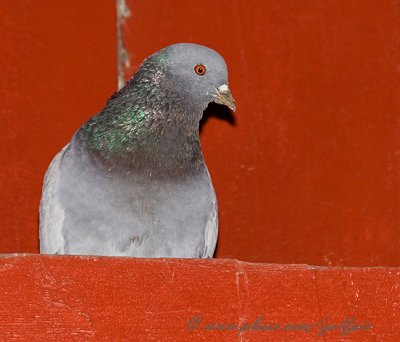 Pigeon