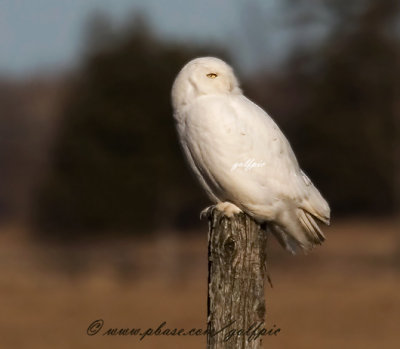 Snowy Owl (male)