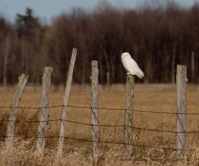 Snowy Owl