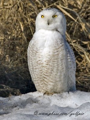 Snowy Owl