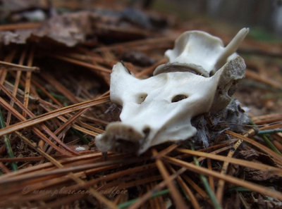 Remains of a Great Horned Owl meal