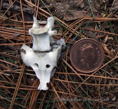 Rodent skull relative to a Canadian penny