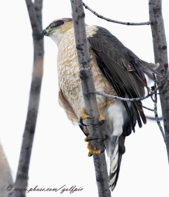 Coopers Hawk