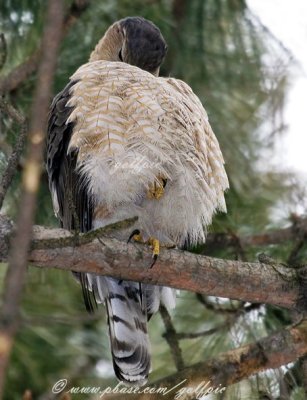 Coopers Hawk grooming