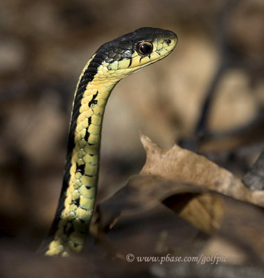 Garter snake in warm light