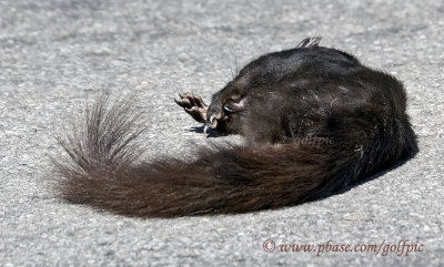 This squirrel was chased onto the road by a Red squirrel