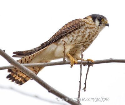 American Kestrel (female)