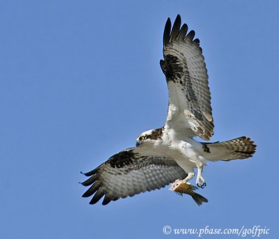 Osprey with unidentified fish