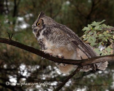 Great Horned Owl walking