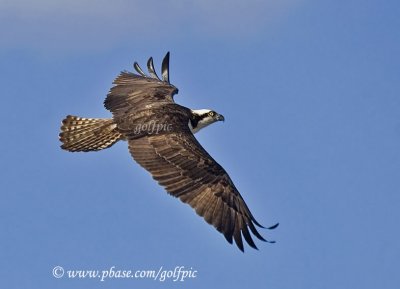 Osprey