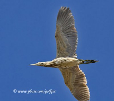 American Bittern