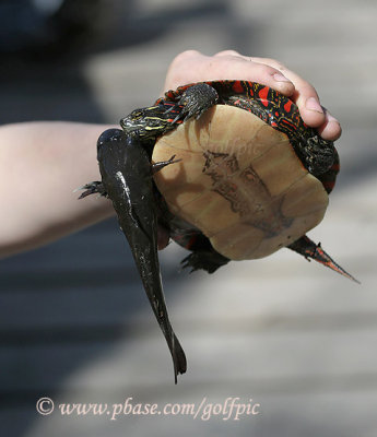 Turtle bites Catfish