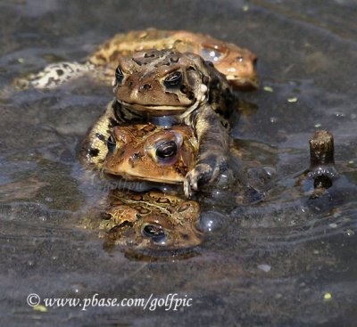 Toads piling on.  Link to amazing killer toad article inside.