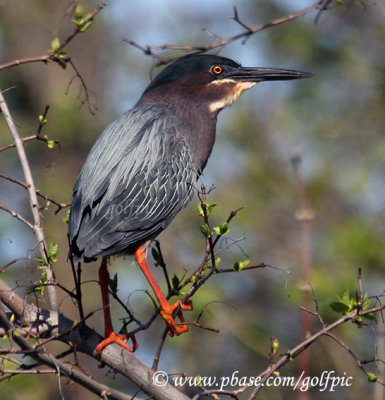 Green Heron