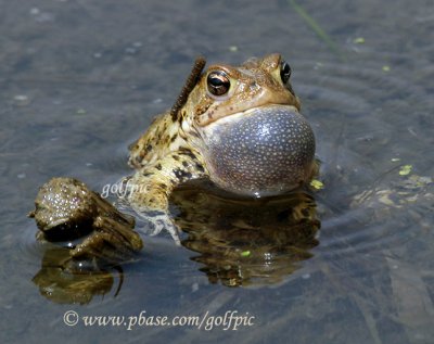 Toad song display