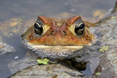 Toad