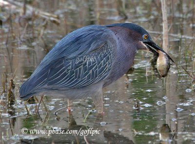 Green Heron fishing