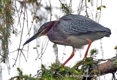 Green Heron carrying twig in bill