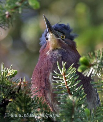 Green Heron