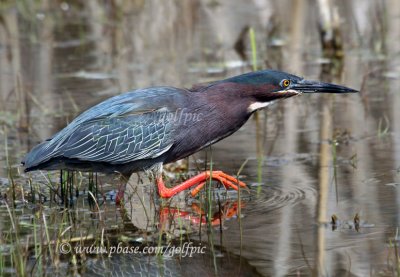 Green Heron stalking