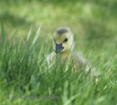 Gosling