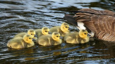 Goslings