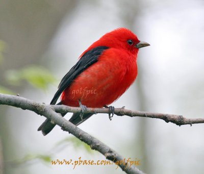 Scarlet Tanager