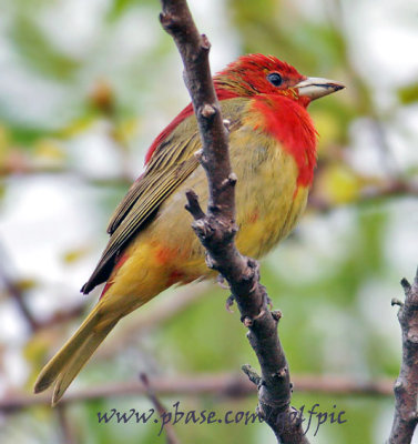 Summer Tanager (male)