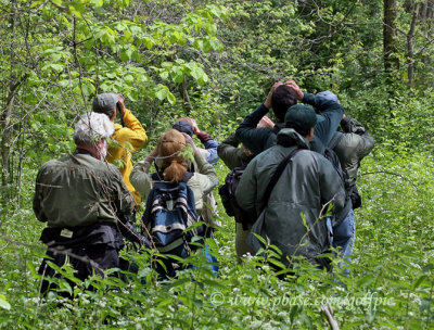 Ohio birders looking for warblers