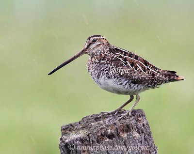 A Wilson's Snipe singing in the rain.