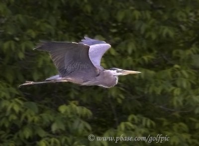 Great Blue Heron in flight