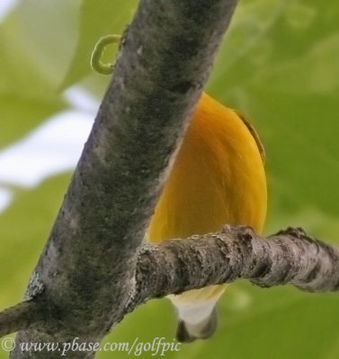 Prothonotary warbler grabs a green caterpillar