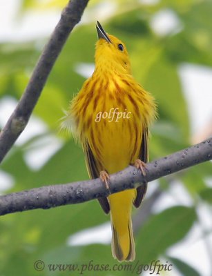 Yellow warbler