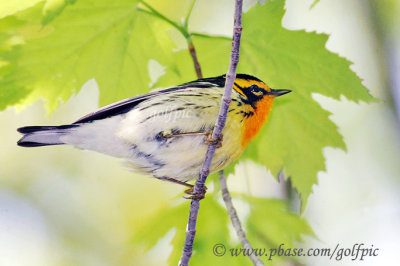 Blackburnian warbler