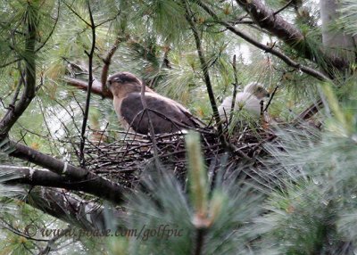 Coopers Hawk with young