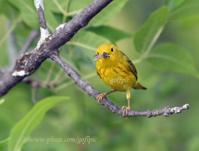 Yellow warbler with insect