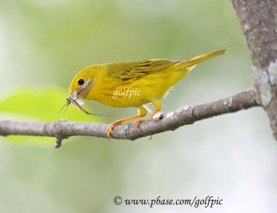 Yellow warbler with Mayfly