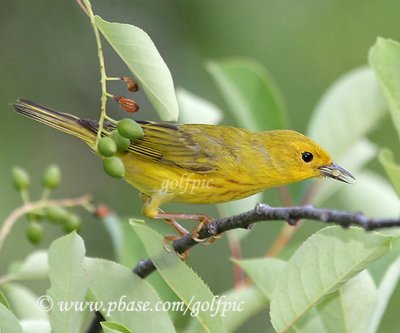 Yellow warbler with some sort of aphid (my guess)