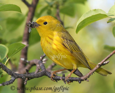 Yellow warbler with beakful of insects